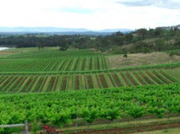 Hunter Vineyard Tours - Tourism Cairns 2