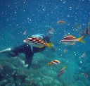 Imagine Cruises - Tourism Cairns