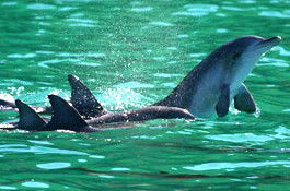 Sydney Weekend Adventures - Tourism Cairns 1