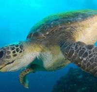 Byron Bay Dive Centre - Tourism Cairns