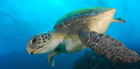 Byron Bay Dive Centre - Tourism Cairns 0