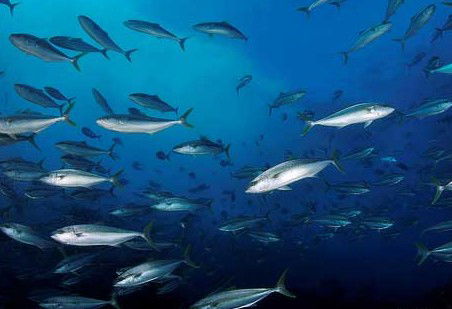 Byron Bay Dive Centre - Tourism Cairns 2