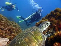 Byron Bay Dive Centre - Tourism Cairns 3