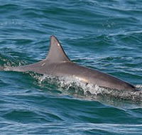 Byron Bay Dolphin Wildlife Tours - Tourism Cairns