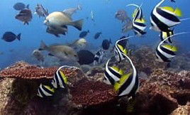 Byron Bay Dolphin Wildlife Tours - Tourism Cairns 3