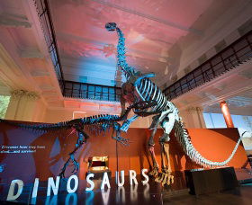 Australian Museum - Tourism Cairns 0