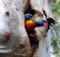 Cumberland State Forest - Tourism Cairns