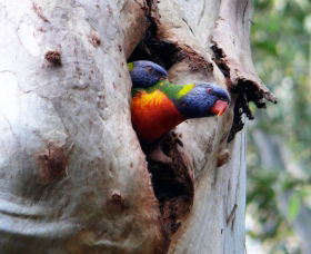 Cumberland State Forest - Tourism Cairns 0