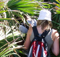 Palm Jungle loop track - Tourism Cairns