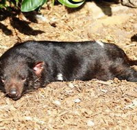 Symbio Wildlife Park - Tourism Cairns