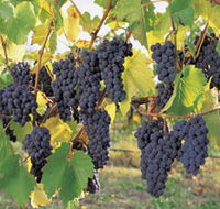 Hills Short Wine and Food Trail - Tourism Cairns