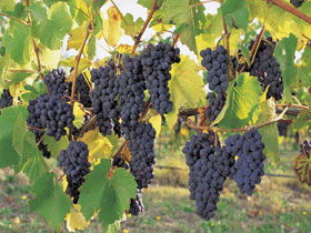 Hills Short Wine And Food Trail - Tourism Cairns 0