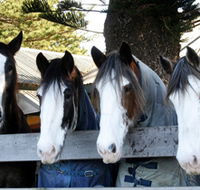 Victor Harbor Horse Drawn Tramway - Tourism Cairns