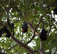 Manngarre Rainforest Walk - Tourism Cairns