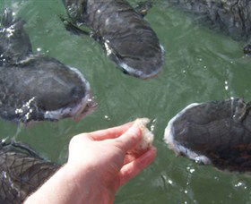 Aquascene - Tourism Cairns 1