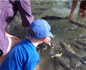 Aquascene - Tourism Cairns 0