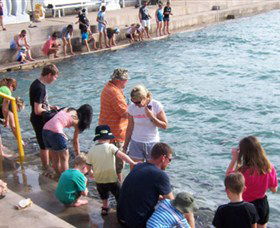 Aquascene - Tourism Cairns 3