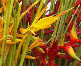 Parap Markets - Tourism Cairns 1