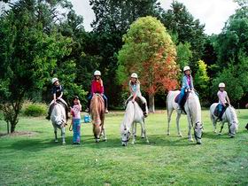 Limestone Coast Horseriding - Tourism Cairns 0