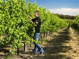 Patrick Of Coonawarra - Tourism Cairns 0