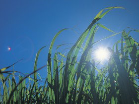 Mourilyan QLD Tourism Cairns