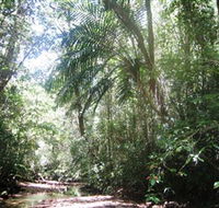 Mount Lewis National Park - Tourism Cairns