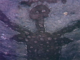  Tourism Cairns