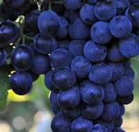 De Bortoli Wines Bilbul - Tourism Cairns