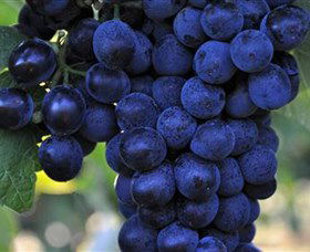 De Bortoli Wines Bilbul - Tourism Cairns 0