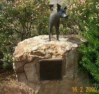 Dingo Statue - Tourism Cairns