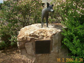 Dingo Statue - Tourism Cairns 0