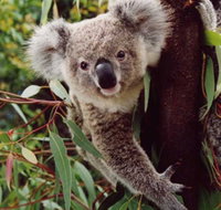 Koala Spotting Regeneration Reserve - Tourism Cairns