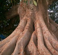 The Big Fig Tree - Tourism Cairns