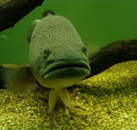 John Lake Centre - Narrandera Fisheries Centre - Tourism Cairns