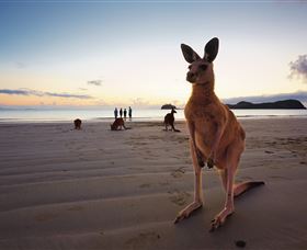 Wallabies On The Beach At Cape Hillsborough - Tourism Cairns 0