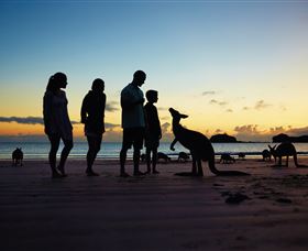 Wallabies On The Beach At Cape Hillsborough - Tourism Cairns 2