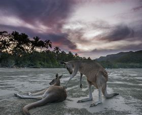 Wallabies On The Beach At Cape Hillsborough - Tourism Cairns 1