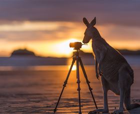 Wallabies On The Beach At Cape Hillsborough - Tourism Cairns 3