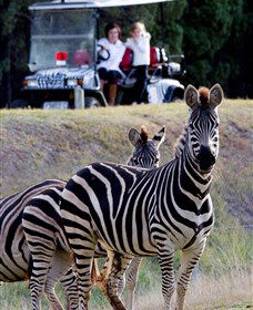 Taronga Western Plains Zoo, Dubbo - Tourism Cairns 1
