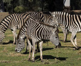 Taronga Western Plains Zoo, Dubbo - Tourism Cairns 5