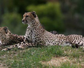 Taronga Western Plains Zoo, Dubbo - Tourism Cairns 6