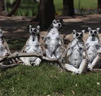 Savannah Visitor Plaza Taronga Western Plains Zoo Dubbo - Tourism Cairns