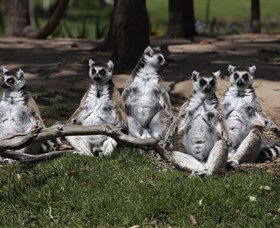 Savannah Visitor Plaza, Taronga Western Plains Zoo Dubbo - Tourism Cairns 0