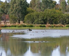 Waranga ACT Tourism Cairns