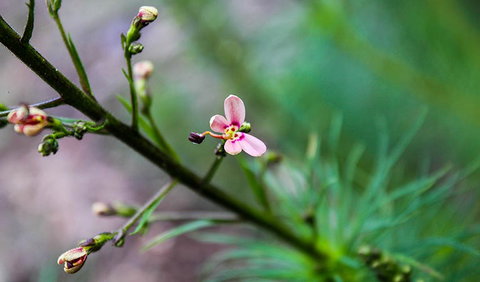 Lynchs Loop Trail - Tourism Cairns 2