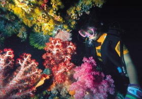 Bait Reef And Garys Lagoon Dive Site - Tourism Cairns 1