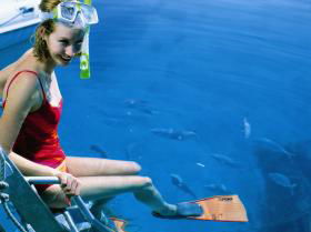 Bait Reef And Garys Lagoon Dive Site - Tourism Cairns 2