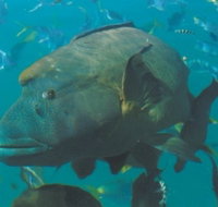 Fairey Reef - Tourism Cairns