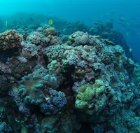 Manta Ray Drop Off Dive Site - Tourism Cairns