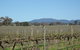 Monument Vineyard - thumb 1